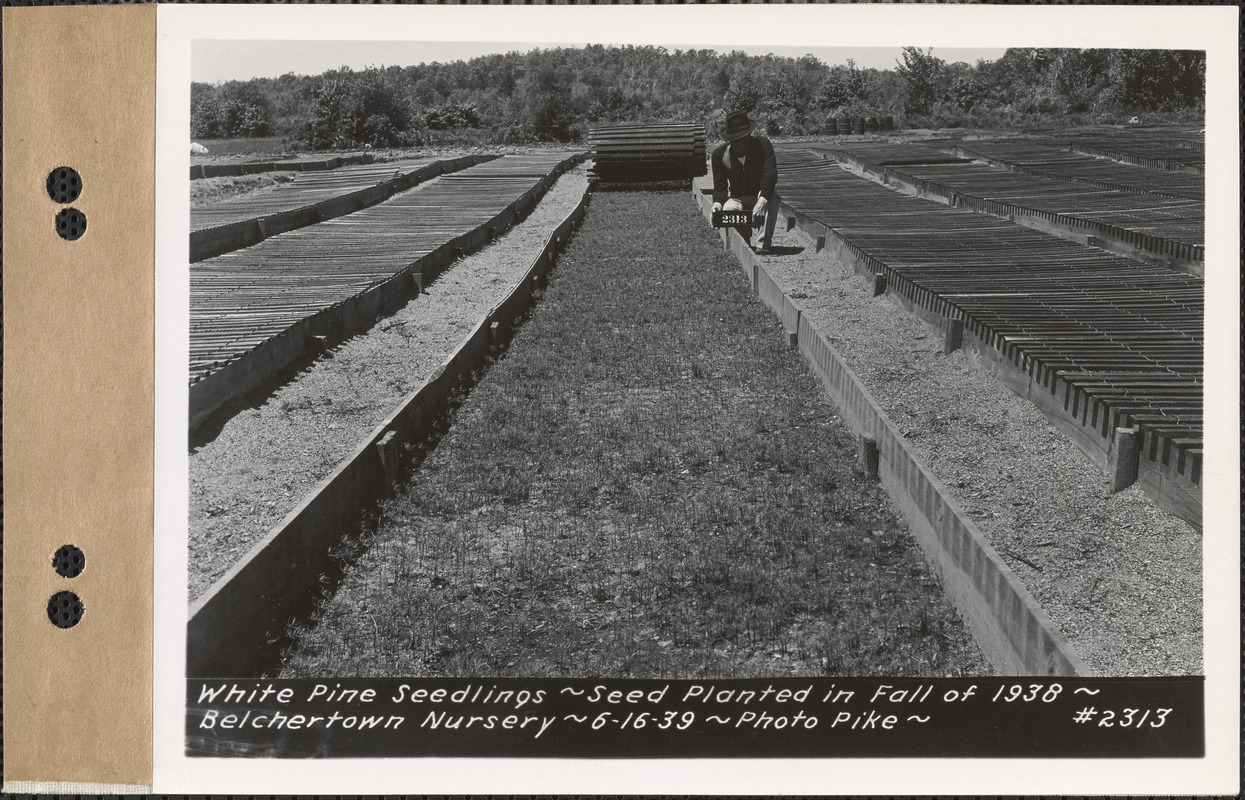 White pine seedlings, planted fall 1938, Belchertown Nursery, Belchertown, Mass., June 16, 1939