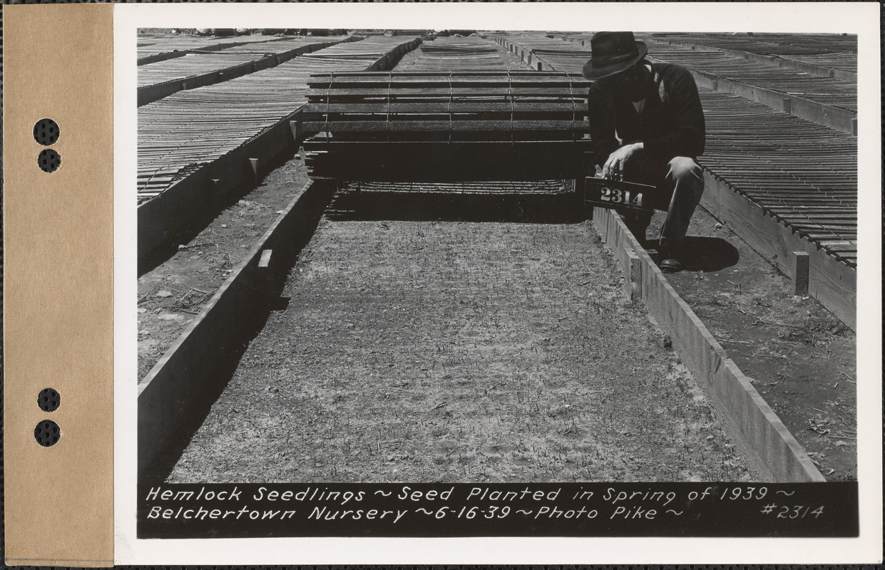 Hemlock seedlings, planted spring 1939, Belchertown Nursery, Belchertown, Mass., June 16, 1939