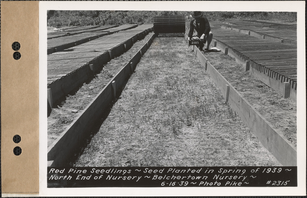 Red pine seedlings, planted spring 1939, north end of nursery, Belchertown Nursery, Belchertown, Mass., June 16, 1939