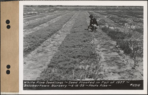 White pine seedlings, planted fall 1937, Belchertown Nursery, Belchertown, Mass., June 16, 1939