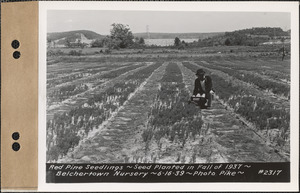 Red pine seedlings, planted fall 1937, Belchertown Nursery, Belchertown, Mass., June 16, 1939