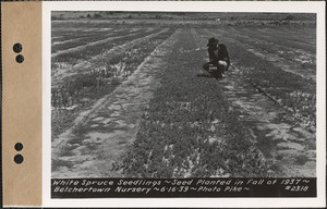White spruce seedlings, planted fall 1937, Belchertown Nursery, Belchertown, Mass., June 16, 1939