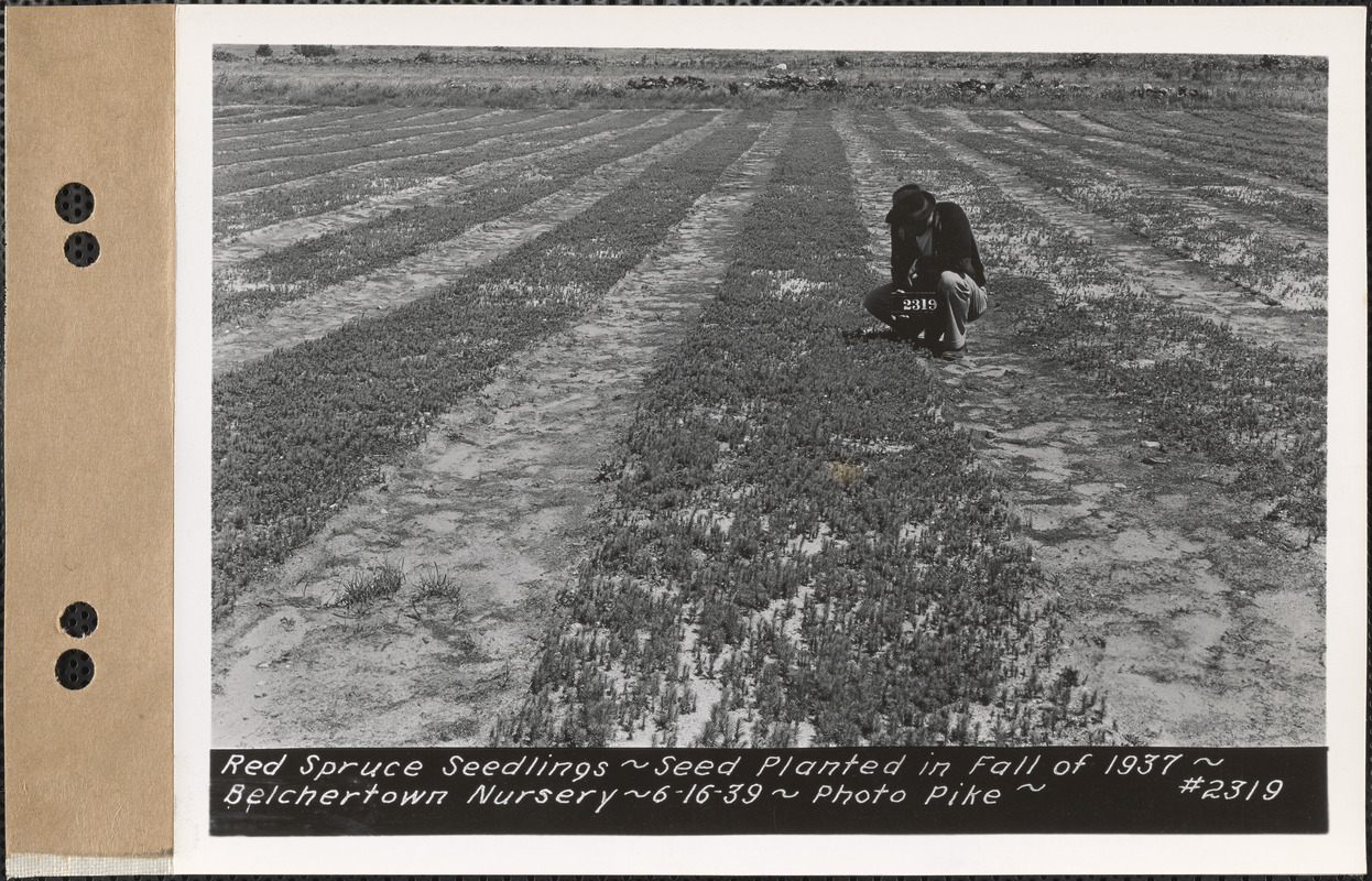 Red spruce seedlings, planted fall 1937, Belchertown Nursery, Belchertown, Mass., June 16, 1939