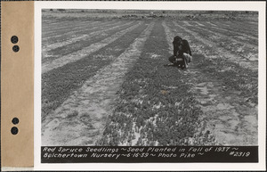 Red spruce seedlings, planted fall 1937, Belchertown Nursery, Belchertown, Mass., June 16, 1939