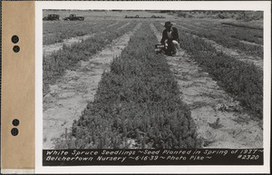 White spruce seedlings, planted spring 1937, Belchertown Nursery, Belchertown, Mass., June 16, 1939
