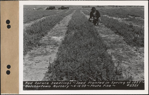 Red spruce seedlings, planted spring 1937, Belchertown Nursery, Belchertown, Mass., June 16, 1939