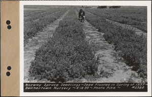Norway spruce seedlings, planted spring 1937, Belchertown Nursery, Belchertown, Mass., June 16, 1939