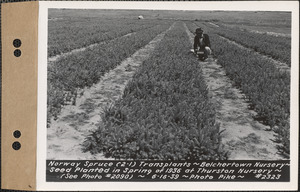 Norway spruce (2-1) transplants, planted spring 1936 at Thurston Nursery, Belchertown Nursery, Belchertown, Mass., June 16, 1939