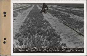 European larch seedlings, planted spring 1938, Belchertown Nursery, Belchertown, Mass., June 16, 1939