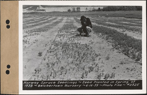 Norway spruce seedlings, planted spring 1938, Belchertown Nursery, Belchertown, Mass., June 16, 1939