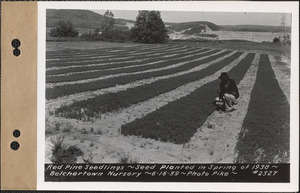 Red pine seedlings, planted spring 1938, Belchertown Nursery, Belchertown, Mass., June 16, 1939