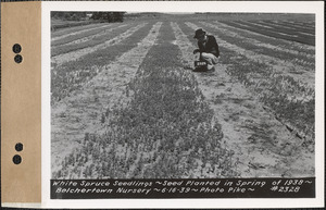 White spruce seedlings, planted spring 1938, Belchertown Nursery, Belchertown, Mass., June 16, 1939