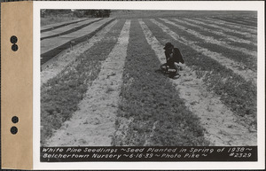 White pine seedlings, planted spring 1938, Belchertown Nursery, Belchertown, Mass., June 16, 1939