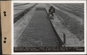 Hemlock seedlings, planted spring 1938, Belchertown Nursery, Belchertown, Mass., June 16, 1939