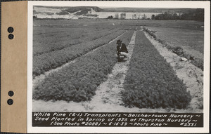White pine (2-1) transplants, planted spring 1936 at Thurston Nursery, Belchertown Nursery, Belchertown, Mass., June 16, 1939