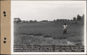 General view of red pine transplants, planted in spring 1936, transplanted spring 1938, Randall Field, looking southwesterly, Belchertown Nursery, Belchertown, Mass., July 13, 1939