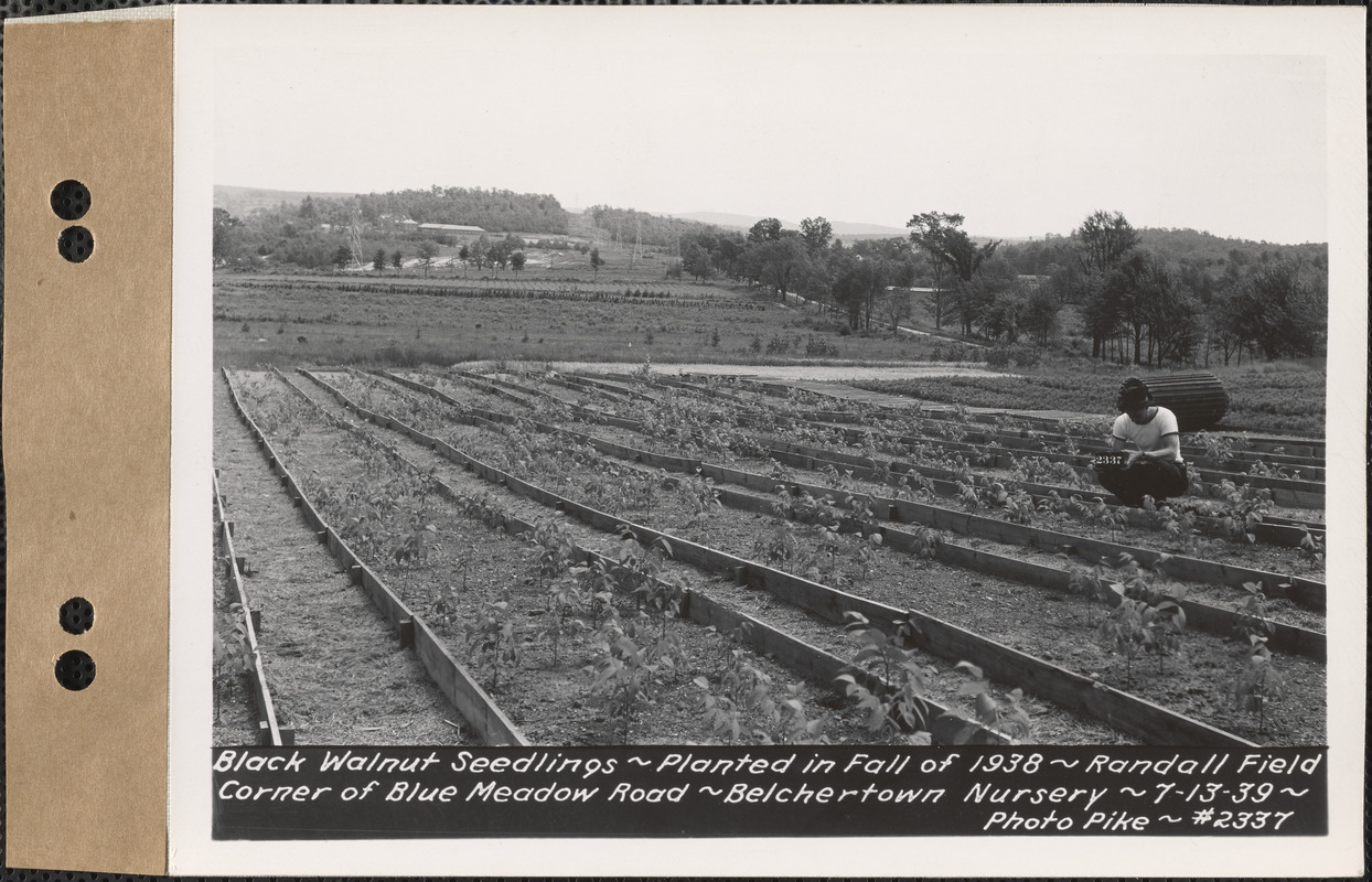 Black walnut seedlings, planted fall 1938, Randall Field, corner of Blue Meadow Road, Belchertown Nursery, Belchertown, Mass., July 13, 1939