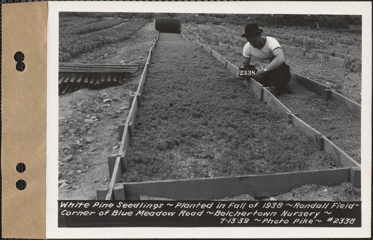 White pine seedlings, planted fall 1938, Randall Field, corner of Blue Meadow Road, Belchertown Nursery, Belchertown, Mass., July 13, 1939