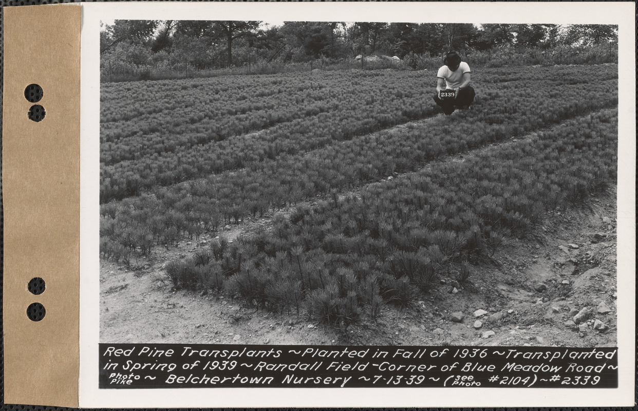 Red pine transplants, planted fall 1936, transplanted spring 1939, Randall Field, corner of Blue Meadow Road, Belchertown Nursery, Belchertown, Mass., July 13, 1939