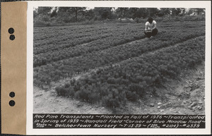Red pine transplants, planted fall 1936, transplanted spring 1939, Randall Field, corner of Blue Meadow Road, Belchertown Nursery, Belchertown, Mass., July 13, 1939