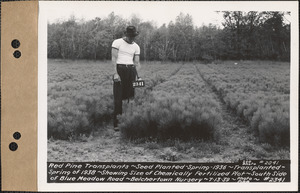 Red pine transplants, planted spring 1936, transplanted spring of 1938, size of chemically fertilized plot, south side of Blue Meadow Road, Belchertown Nursery, Belchertown, Mass., July 13, 1939