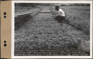 Hemlock transplants, planted spring 1936, transplanted spring 1938, Baraniuk Field, north side of Blue Meadow Road, Belchertown Nursery, Belchertown, Mass., July 13, 1939