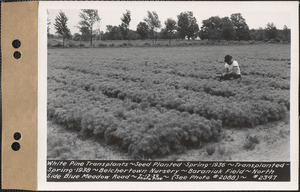White pine transplants, planted spring 1936, transplanted spring 1938, Baraniuk Field, north side of Blue Meadow Road, Belchertown Nursery, Belchertown, Mass., July 13, 1939