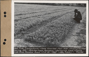 Red pine transplants, planted spring 1936, transplanted spring 1939, Baraniuk Field, south side of Blue Meadow Road, Belchertown Nursery, Belchertown, Mass., July 13, 1939