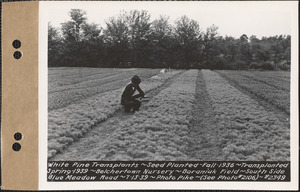 White pine transplants, planted fall 1936, transplanted spring 1939, Baraniuk Field, south side of Blue Meadow Road, Belchertown Nursery, Belchertown, Mass., July 13, 1939
