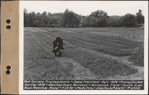 Red spruce transplants, planted fall 1936, transplanted spring 1939, Baraniuk Field, south side of Blue Meadow Road, Belchertown Nursery, Belchertown, Mass., July 13, 1939