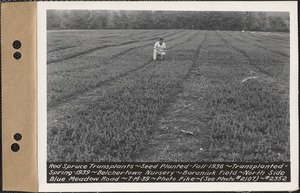 Red spruce transplants, planted fall 1936, transplanted spring 1939, Baraniuk Field, north side of Blue Meadow Road, Belchertown Nursery, Belchertown, Mass., July 14, 1939