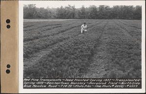 Red pine transplants, planted spring 1937, transplanted spring 1939, Baraniuk Field, north side of Blue Meadow Road, Belchertown Nursery, Belchertown, Mass., July 14, 1939