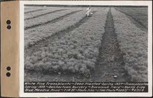 White pine transplants, planted spring 1937, transplanted spring 1939, Baraniuk Field, north side of Blue Meadow Road, Belchertown Nursery, Belchertown, Mass., July 14, 1939