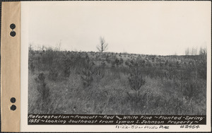 Reforestation, red and white pine, planted spring 1935, looking southeast from Lyman S. Johnson property, Prescott, Mass., Nov. 22, 1939