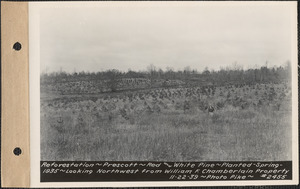 Reforestation, red and white pine, planted spring 1935, looking northwest from William F. Chamberlain property, Prescott, Mass., Nov. 22, 1939