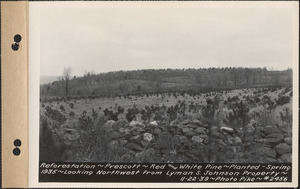 Reforestation, red and white pine, planted spring 1935, looking northwest from Lyman S. Johnson property, Prescott, Mass., Nov. 22, 1939