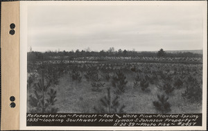 Reforestation, red and white pine, planted spring 1935, looking southwest from Lyman S. Johnson property, Prescott, Mass., Nov. 22, 1939