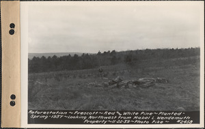 Reforestation, red and white pine, planted spring 1937, looking northwest from Mabel L. Wendemuth property, Prescott, Mass., Nov. 22, 1939