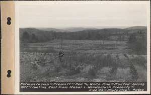 Reforestation, red and white pine, planted spring 1937, looking east from Mabel L. Wendemuth property, Prescott, Mass., Nov. 22, 1939