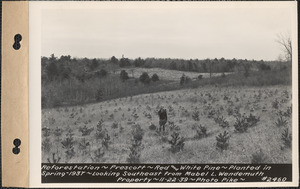 Reforestation, red and white pine, planted spring 1937, looking southeast from Mabel L. Wendemuth property, Prescott, Mass., Nov. 22, 1939