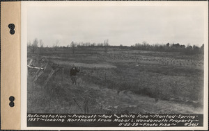 Reforestation, red and white pine, planted spring 1937, looking northeast from Mabel L. Wendemuth property, Prescott, Mass., Nov. 22, 1939