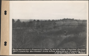 Reforestation, red and white pine, planted spring 1937, looking northwest from Adam Waurecuik property, Prescott, Mass., Nov. 22, 1939