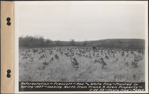 Reforestation, red and white pine, planted spring 1937, looking north from Frank R. Allen property, Prescott, Mass., Nov. 22, 1939
