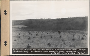 Reforestation, Norway spruce, planted spring 1936, looking southwest from Harry A. Reed property, Prescott, Mass., Nov. 22, 1939