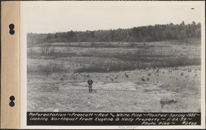 Reforestation, red and white pine, planted spring 1935, looking northeast from Eugene G. Kelley property, Prescott, Mass., Nov. 22, 1939