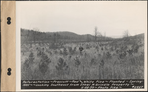 Reforestation, red and white pine, planted spring 1935, looking southeast from Ethel M. Grindle property, Prescott, Mass., Nov. 22, 1939