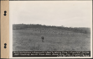Reforestation, red and white pine, planted spring 1935, looking north from Massachusetts Home Missionary Society property, Prescott, Mass., Nov. 22, 1939