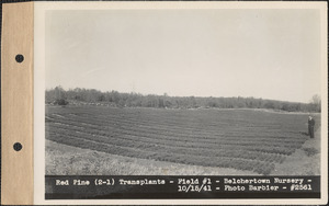 Red pine (2-1) transplants, field #1, Belchertown Nursery, Belchertown, Mass., Oct. 15, 1941