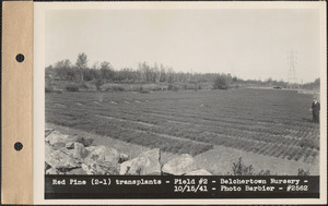 Red pine (2-1) transplants, field #2, Belchertown Nursery, Belchertown, Mass., Oct. 15, 1941