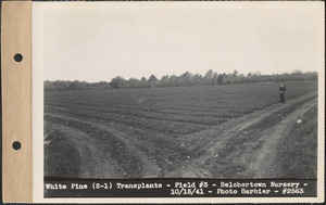 White pine (2-1) transplants, field #3, Belchertown Nursery, Belchertown, Mass., Oct. 15, 1941